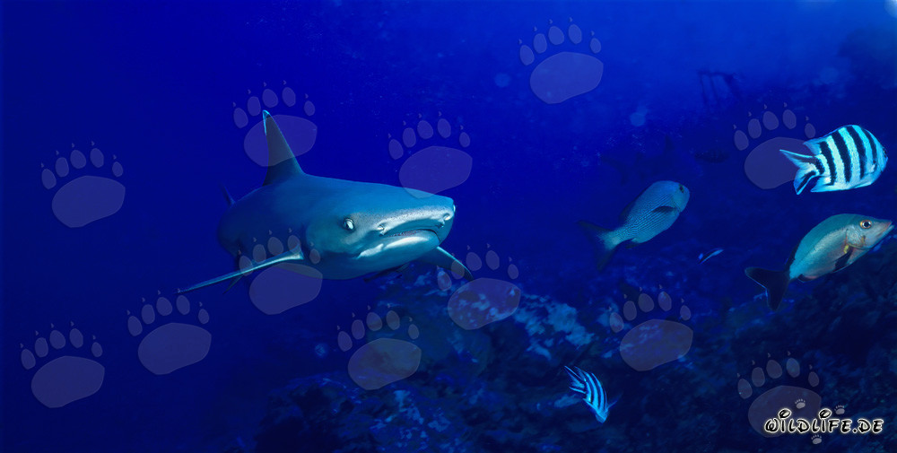 Affascinante squalo a pinna bianca in acqua cristallina