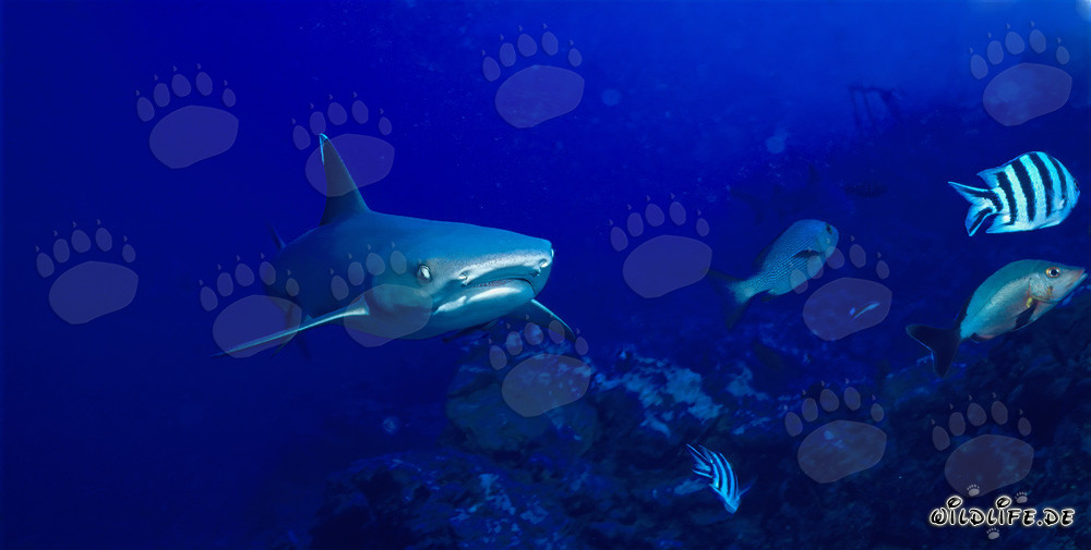 Fascinante tiburón de puntas blancas en agua clara