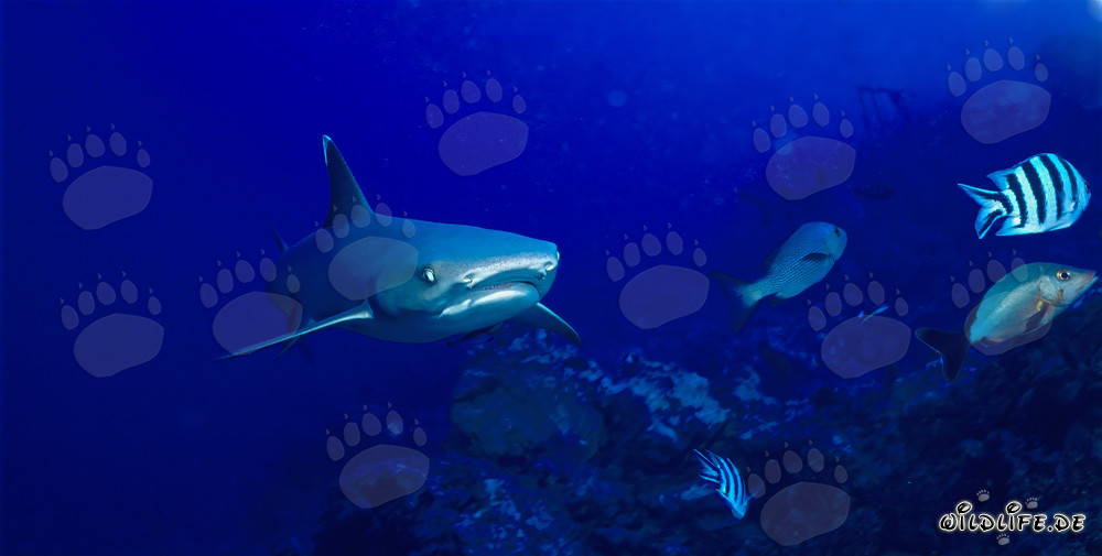 Fascinating Whitetip Reef Shark in Clear Water