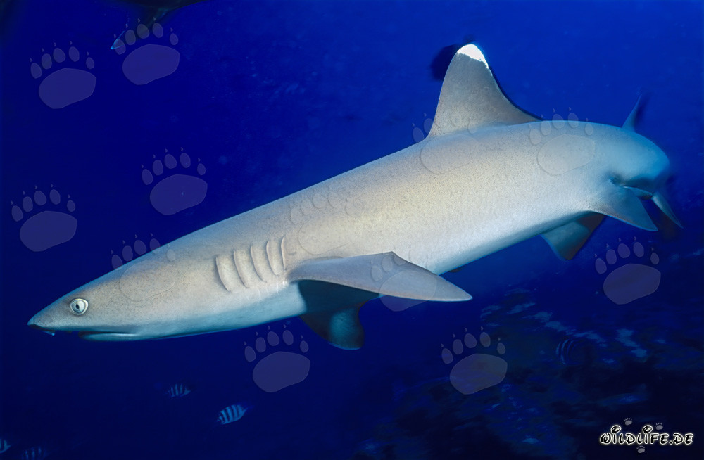 Requin à pointes blanches fascinant dans le lagon de Beqa, Fidji