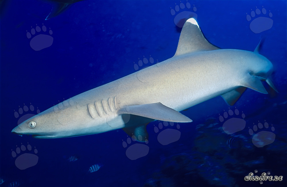 Fascinating Whitetip Reef Shark in Beqa Lagoon, Fiji