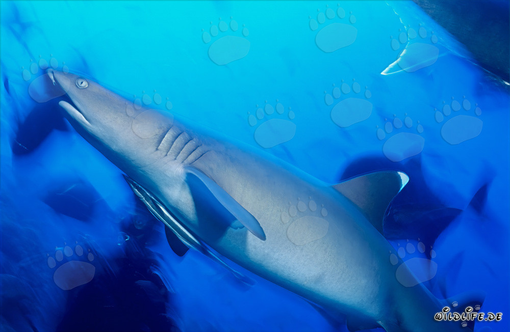 Requin à pointes blanches majestueux nage élégamment dans l'eau