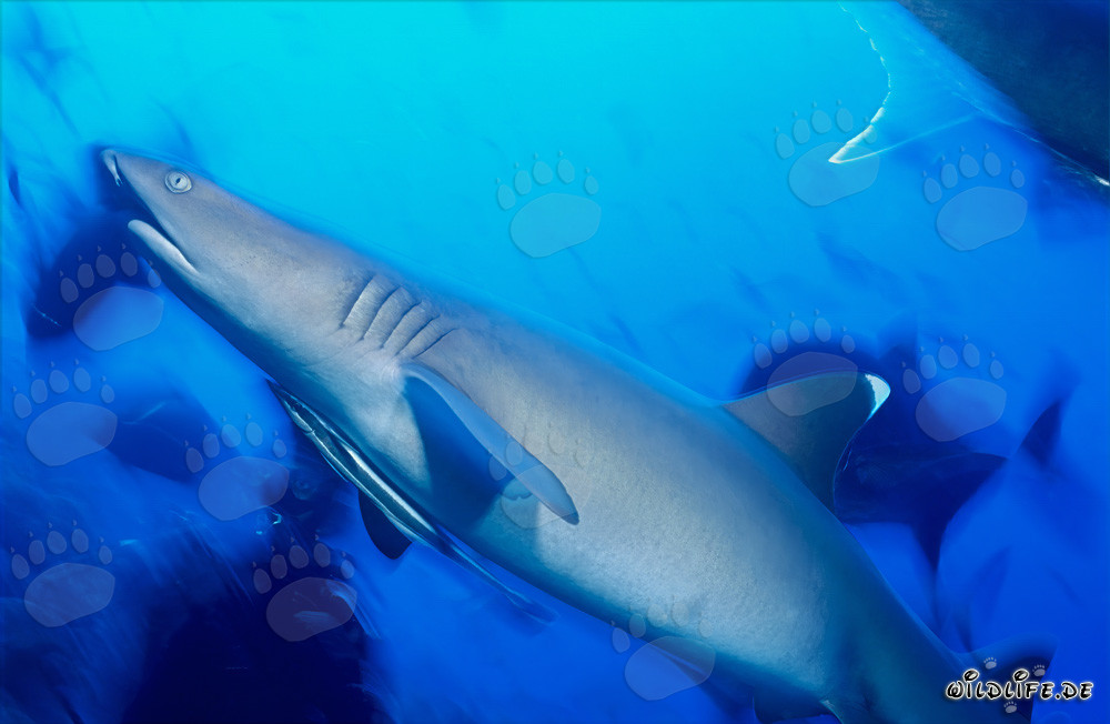 Maestoso squalo pinna bianca nuota elegantemente in acqua