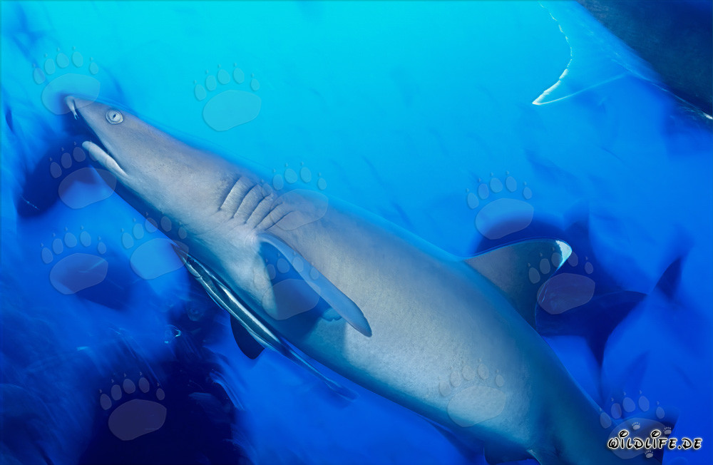 Tiburón de arrecife de puntas blancas majestuoso nada elegantemente en el agua