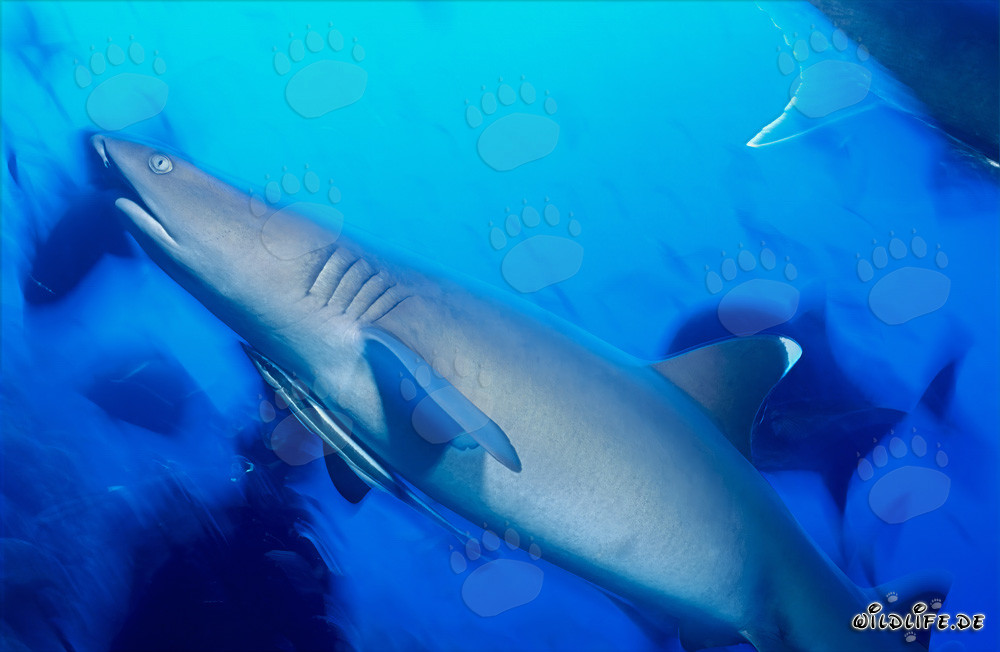 Majestic whitetip reef shark gracefully ascending through the water
