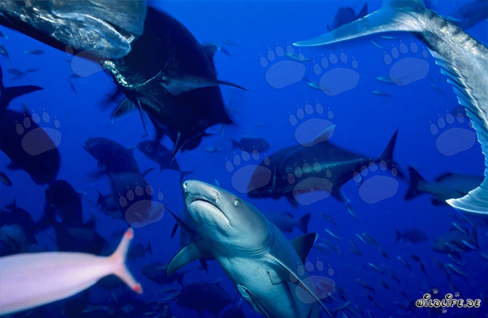 Tiburón de arrecife de puntas blancas observando curiosamente una caballa cabezona