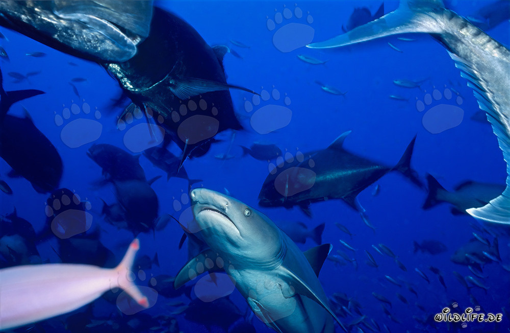 Whitetip Reef Shark observing a Spotted Moray Eel