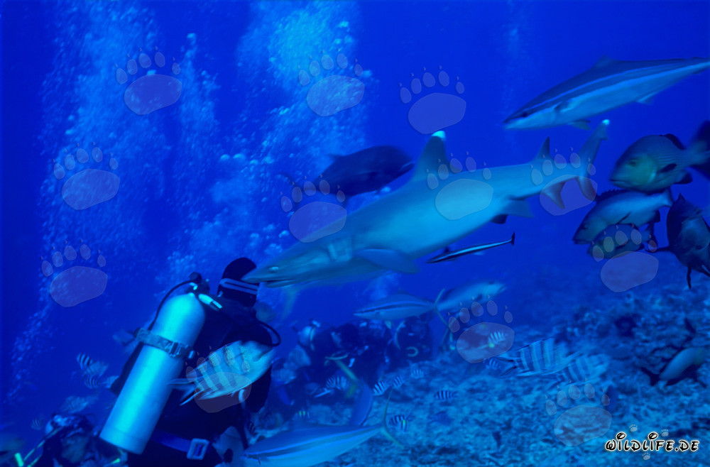 Requin à pointes blanches fascinant nage près d'un plongeur