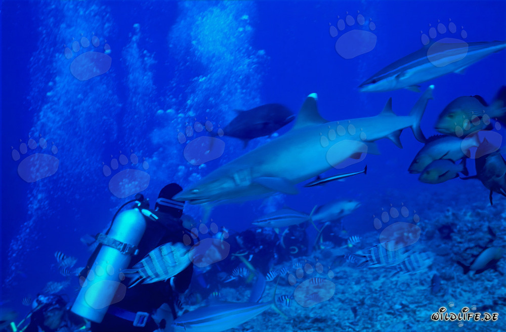 Fascinante tiburón de puntas blancas nada cerca de un buceador