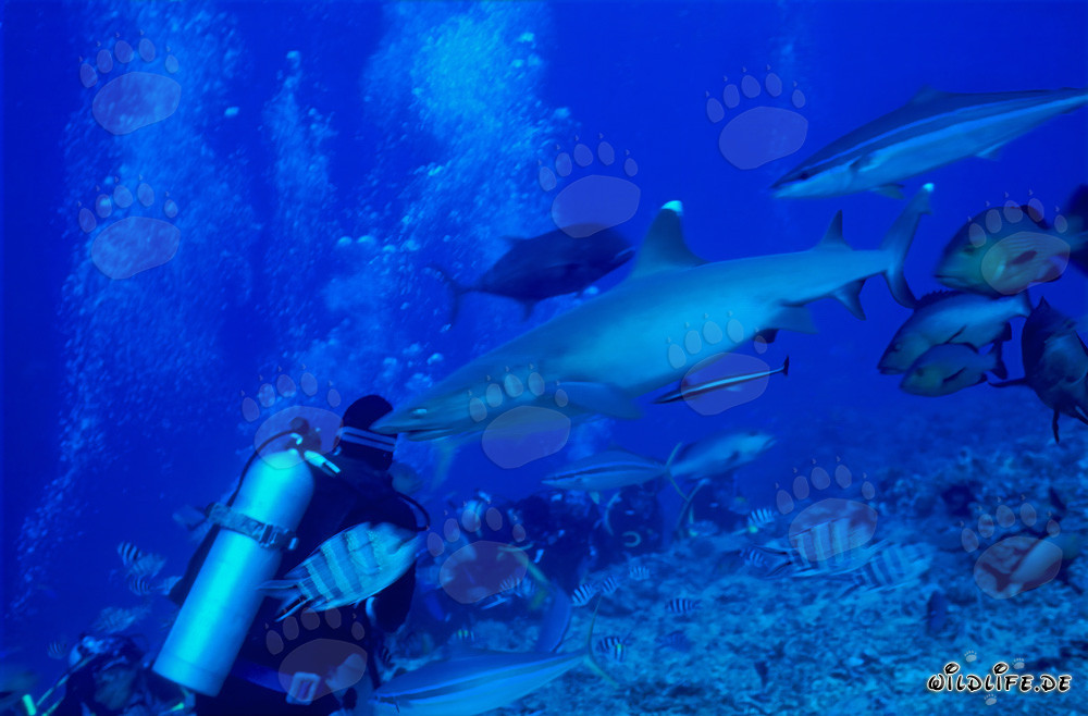 Fascinating whitetip reef shark swimming close to a diver
