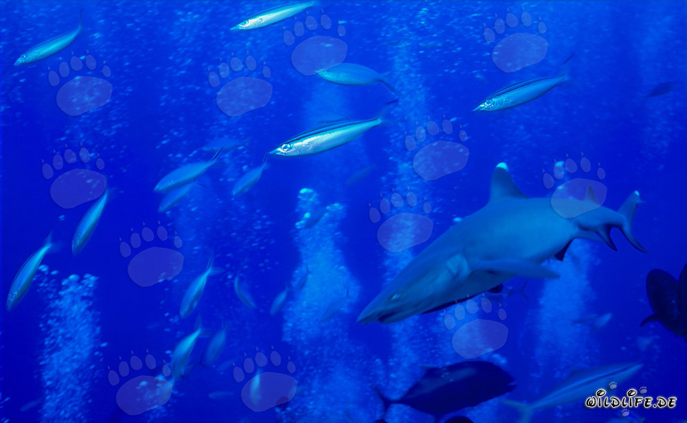 Requin à pointes blanches fascinant entouré de poissons de récif