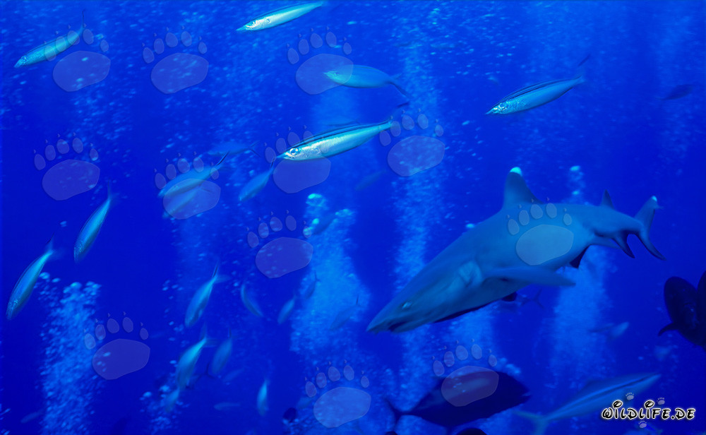 Affascinante squalo pinna bianca circondato da pesci di barriera corallina
