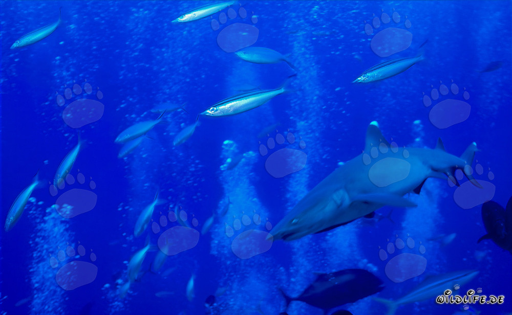 Fascinante tiburón de puntas blancas rodeado de peces de arrecife