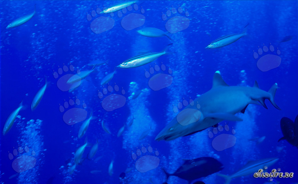 Fascinating Whitetip Reef Shark Surrounded by Reef Fish