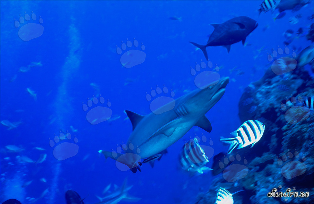 Requin à pointes blanches élégant nage majestueusement près du récif corallien
