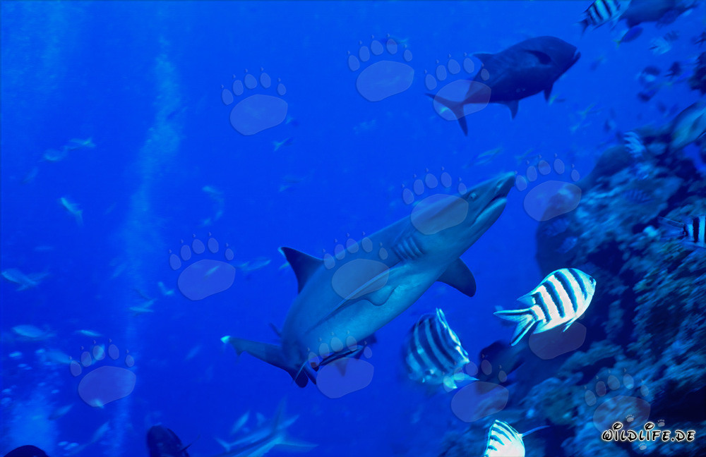 Graceful Whitetip Reef Shark Swimming Majestically at Coral Reef