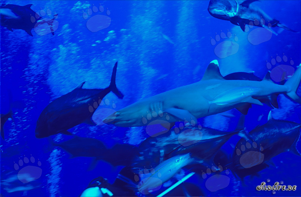 Photo sous-marin fascinant : Requin à pointes blanches et maquereaux à tête de mule