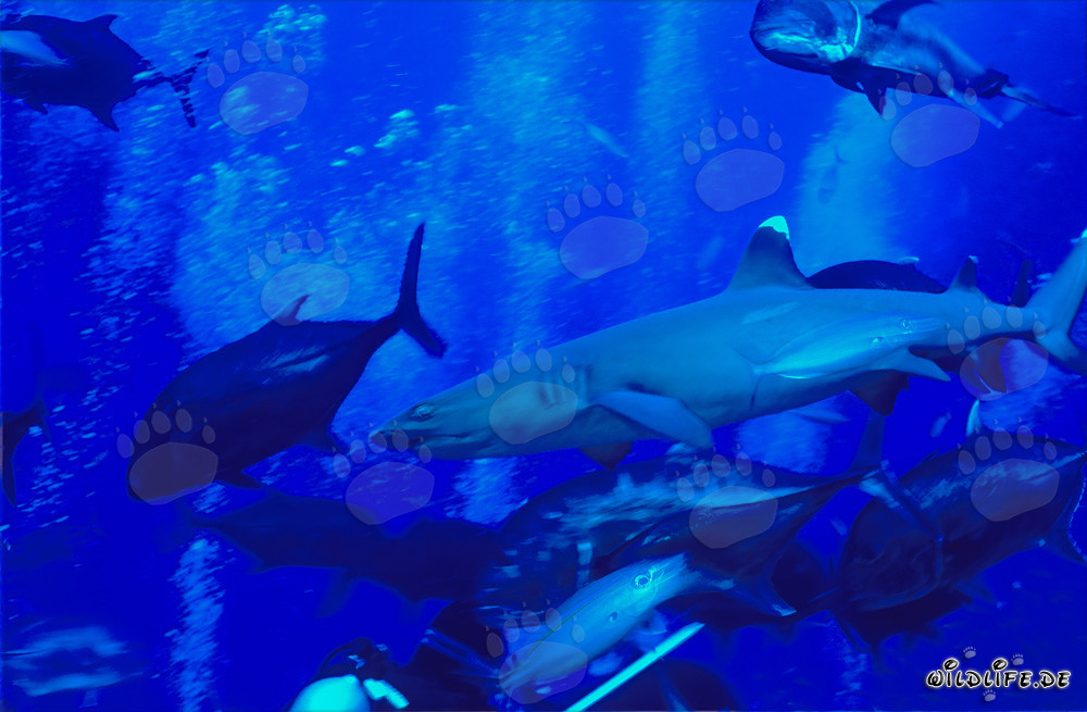 Fascinating underwater photo: Whitetip reef shark and Giant Trevallys