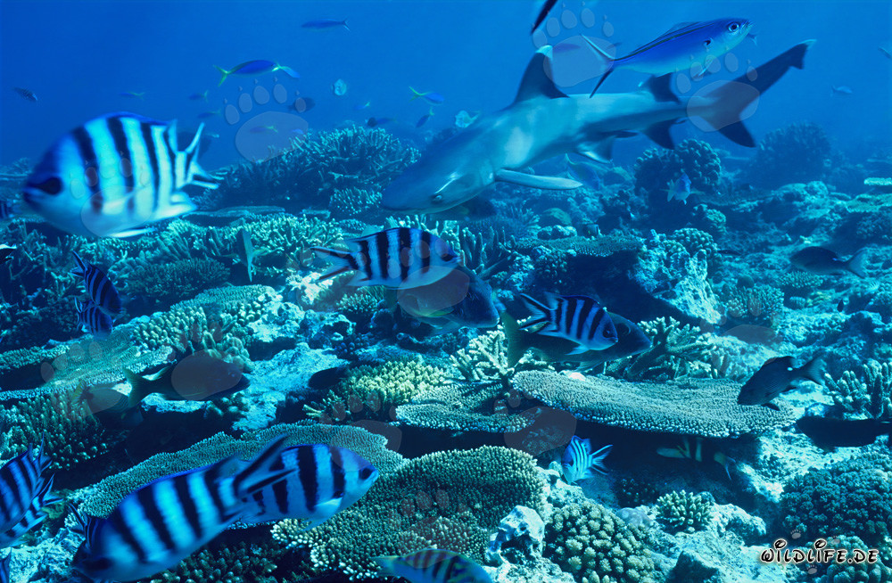 Fascinating Whitetip Reef Shark in breathtaking Reef Landscape