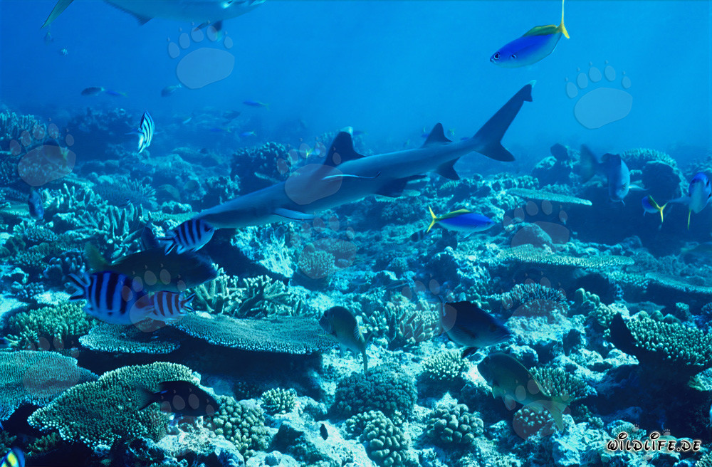 Requin à pointes blanches élégant nage majestueusement au-dessus de récifs coralliens colorés
