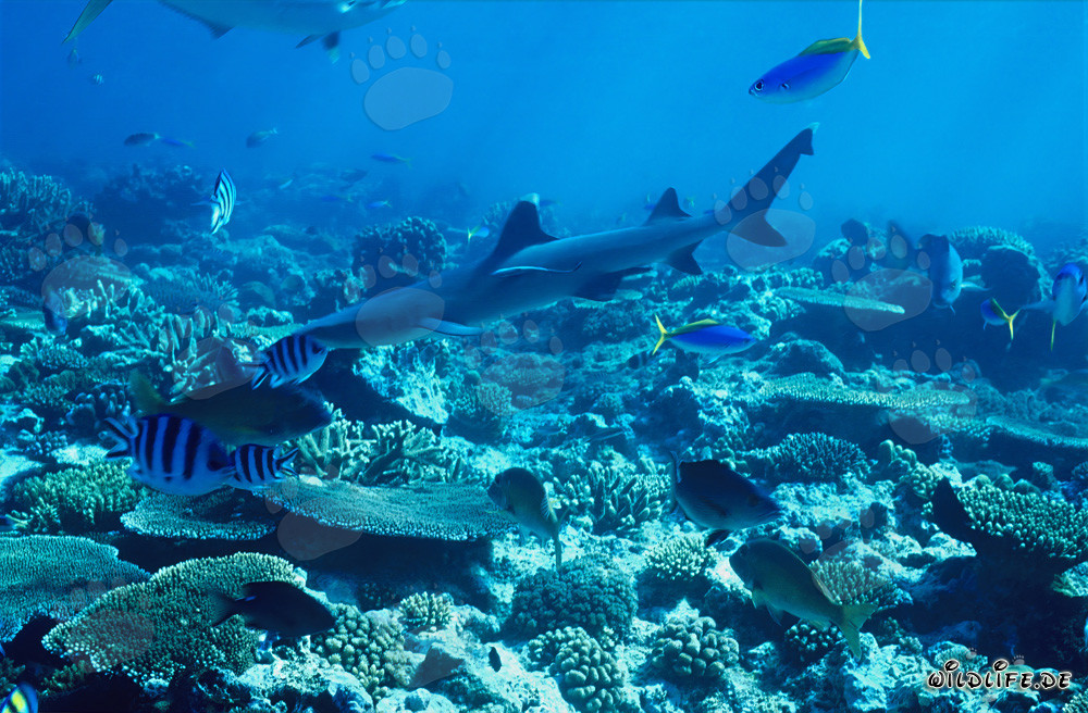 Elegante tiburón de puntas blancas nada majestuosamente sobre coloridos arrecifes de coral