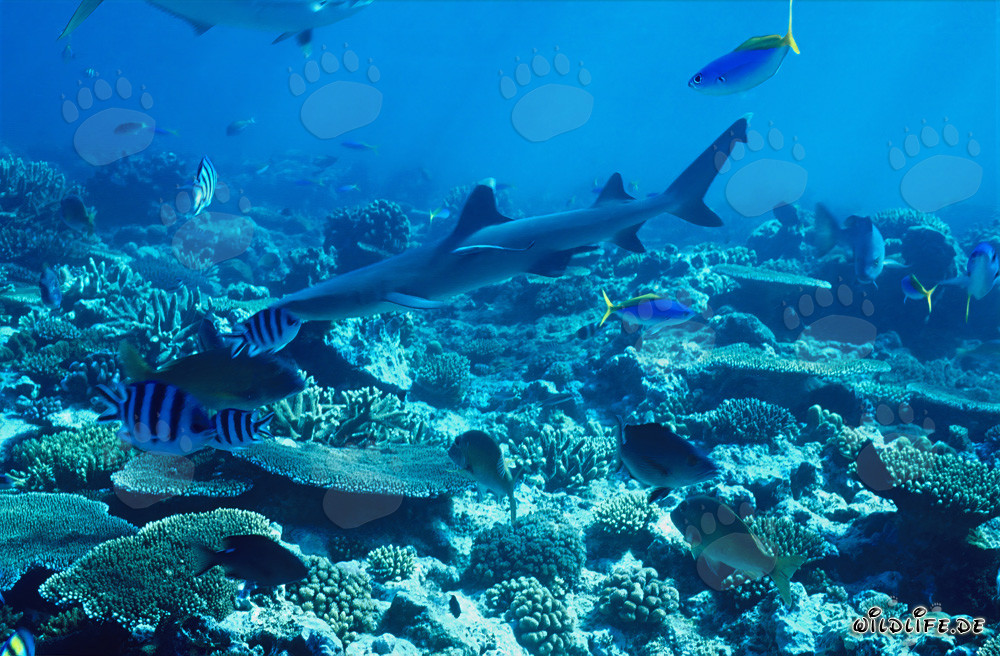 Elegant whitetip reef shark gracefully swims over colorful coral reefs