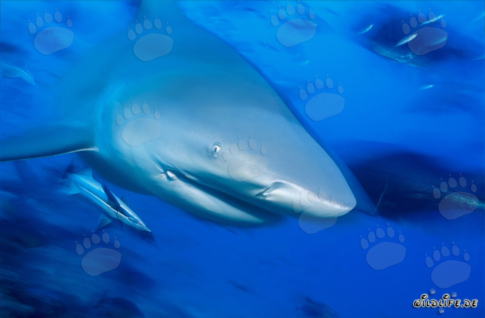 Close-up of an impressive bull shark