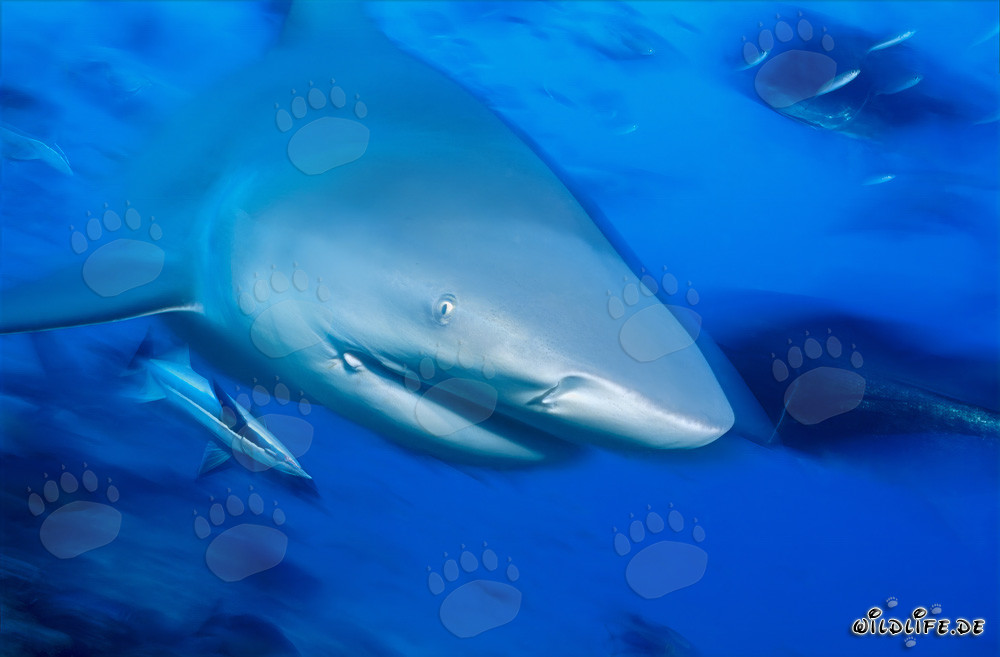Plan rapproché d'un impressionnant requin taureau