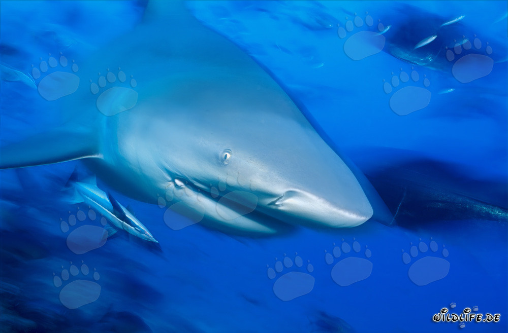 Primer plano de un impresionante tiburón toro