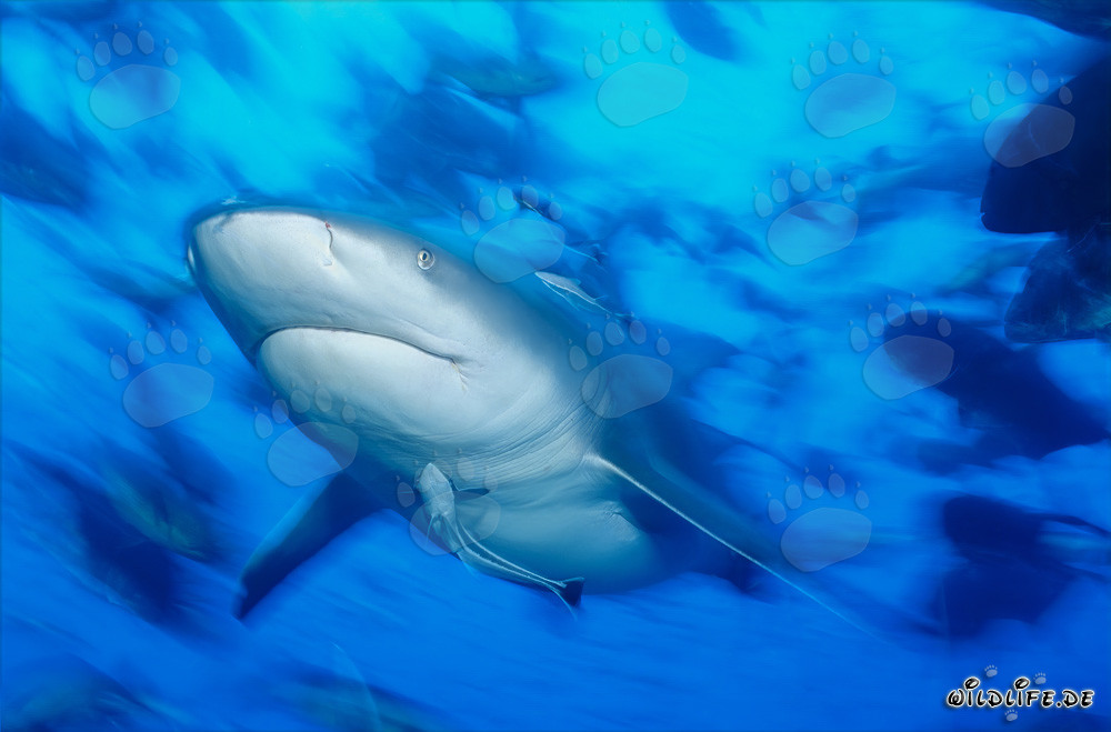 Impressive portrait of a Bull Shark in Beqa Lagoon, Fiji