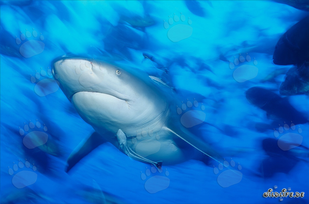 Portrait imposant d'un requin taureau dans le lagon de Beqa, Fidji