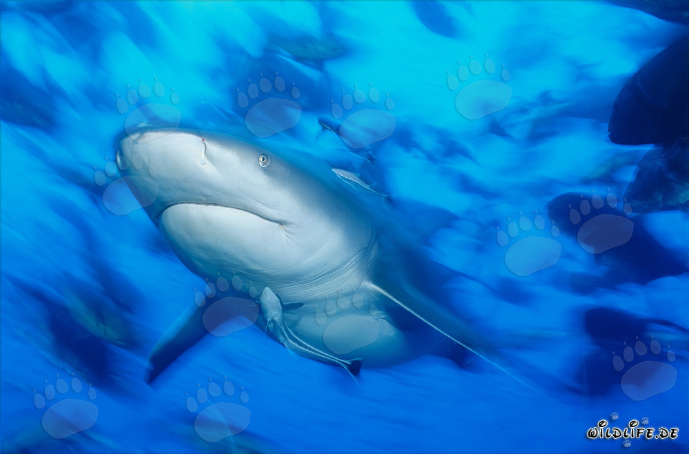 Retrato imponente de un tiburón toro en la laguna de Beqa, Fiyi