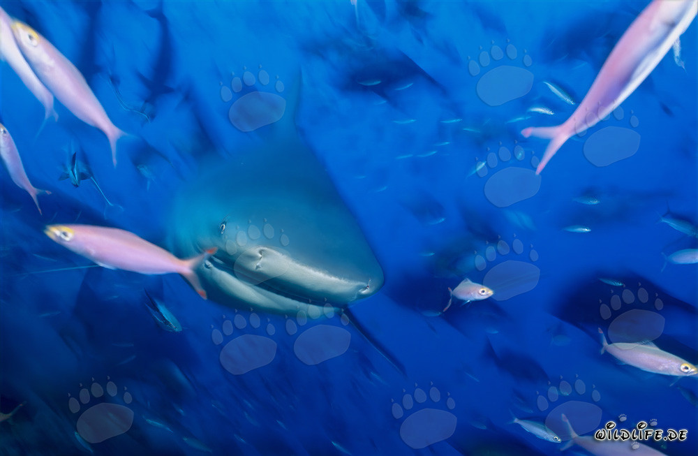 Jeunes requins taureaux entourés de poissons dans le lagon de Beqa