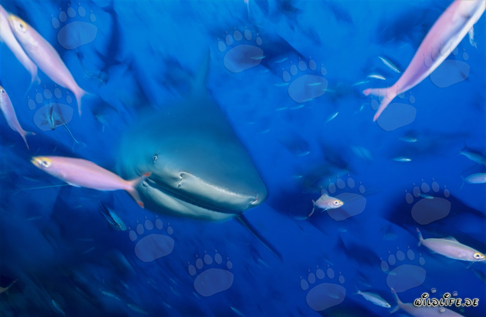 Young Bull Sharks surrounded by fish in Beqa Lagoon