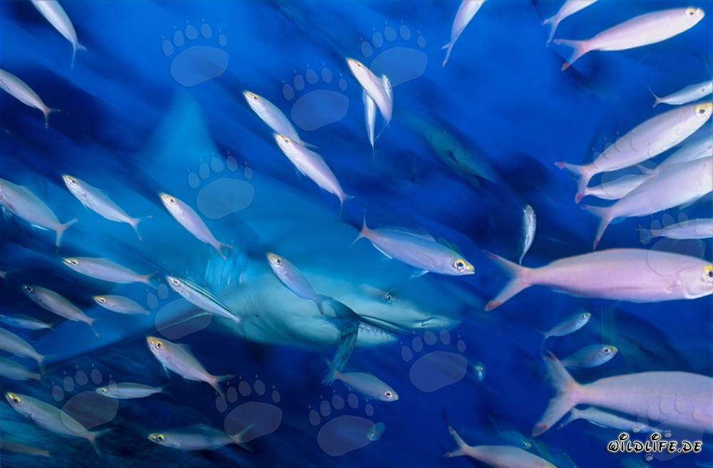 Bull shark with reef fishes