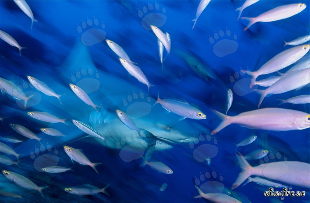 Bullenhai mit Rifffischen