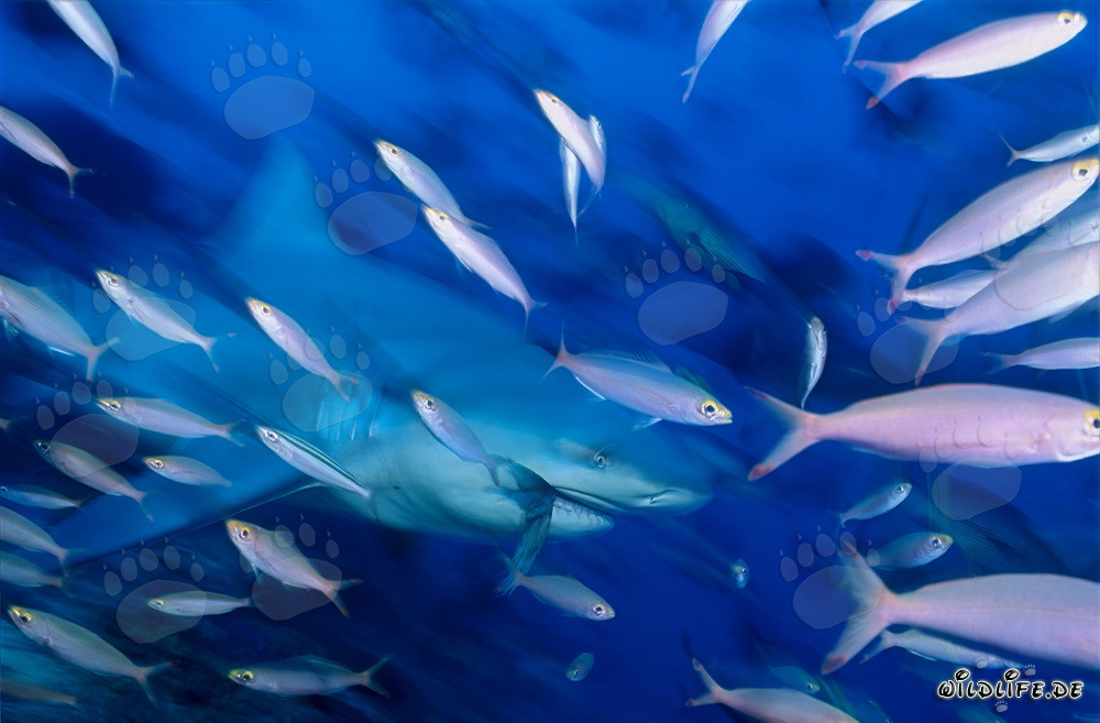 Requin taureau avec poissons de récif