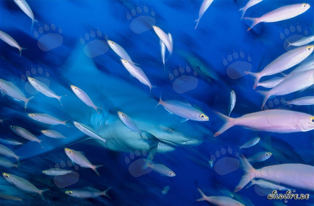 Tiburón toro con peces de arrecife