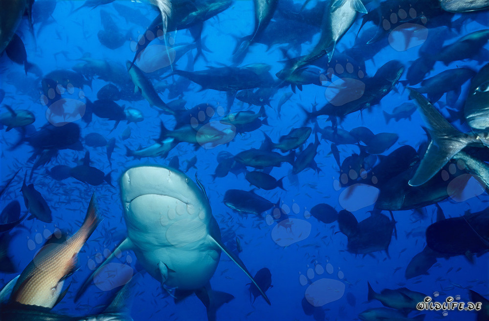 Fascinating bull shark swimming surrounded by a concentration of fish