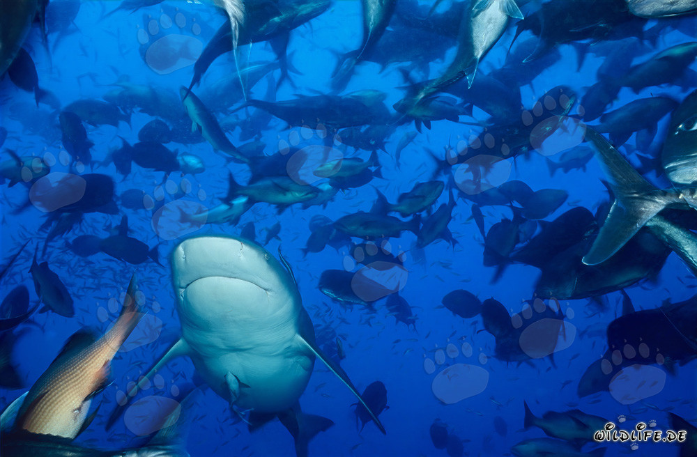 Requin taureau fascinant nage entouré d'un banc de poissons