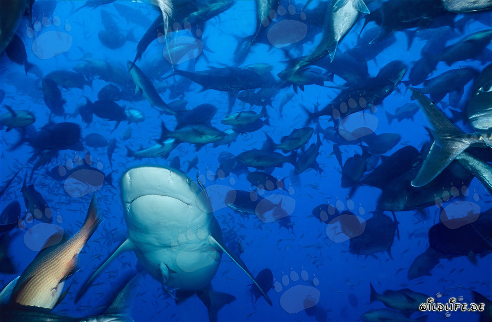 Affascinante squalo toro nuota circondato da un banco di pesci