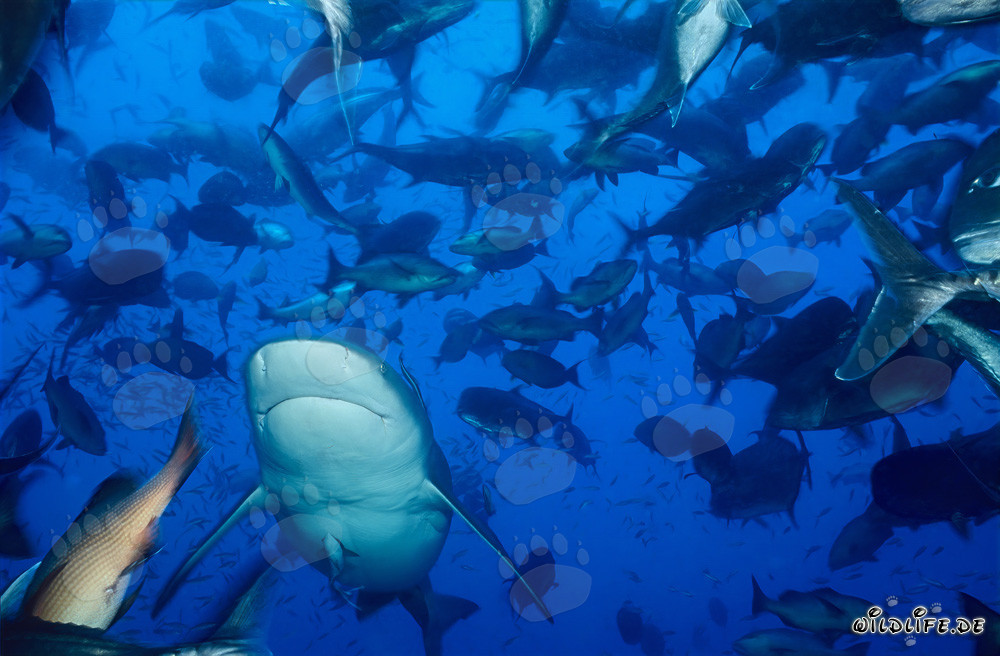 Fascinante tiburón toro nada rodeado de un cardumen de peces