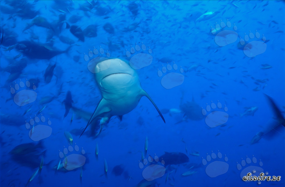 Bull Shark - Majestic Sea Creature from the Depths