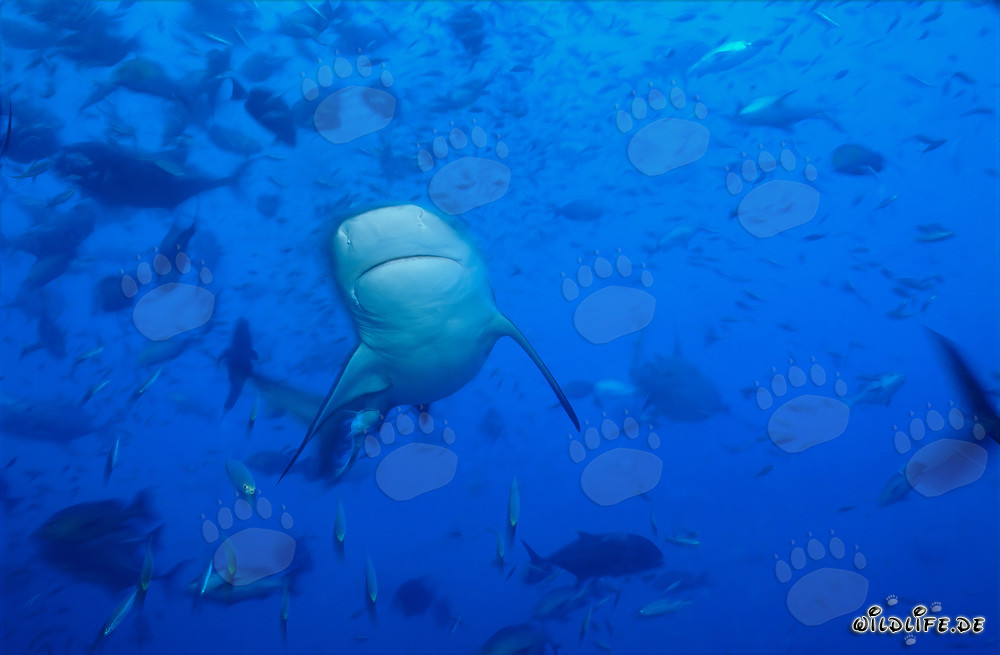 Requin taureau - Majestueux habitant des profondeurs marines
