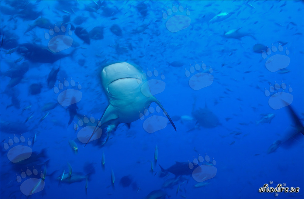 Tiburón toro - Majestuoso habitante de las profundidades marinas