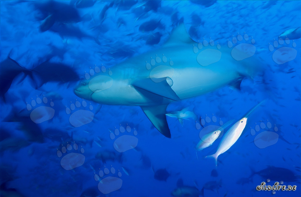 Bull shark school in Beqa Lagoon, Fiji