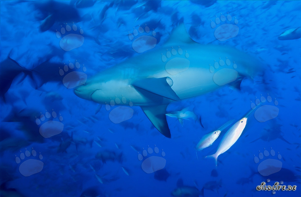 Banc de requins taureaux dans le lagon de Beqa aux Fidji