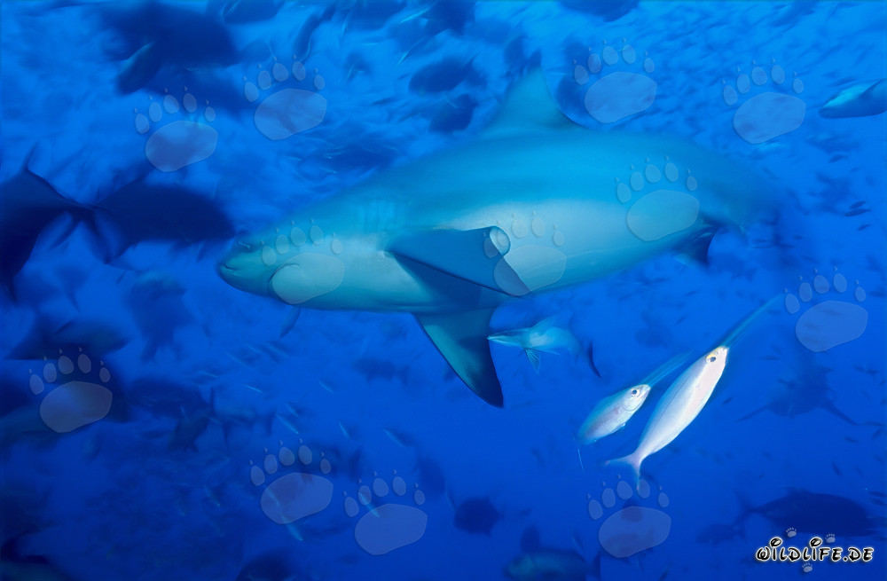 Banco de tiburones toro en la laguna de Beqa en Fiji