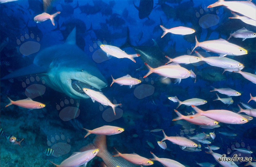 Impressive bull shark surrounded by colorful coral fish