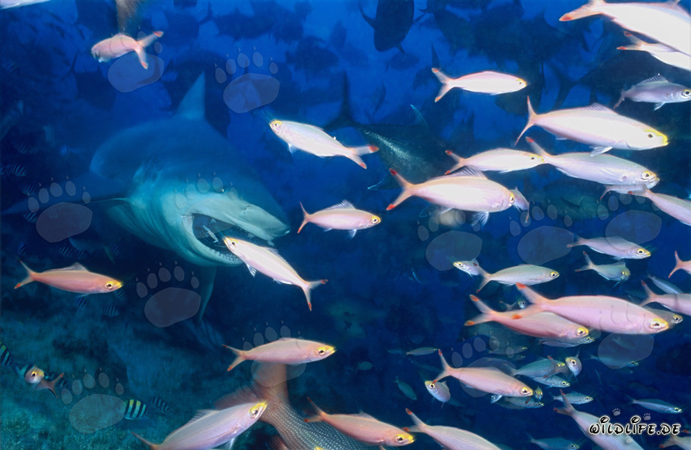 Imposanter Bullenhai umgeben von farbenfrohen Korallenfischen